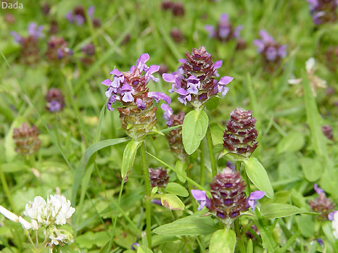 Bài thuốc ổn định huyết áp với Hạ Khô Thảo !